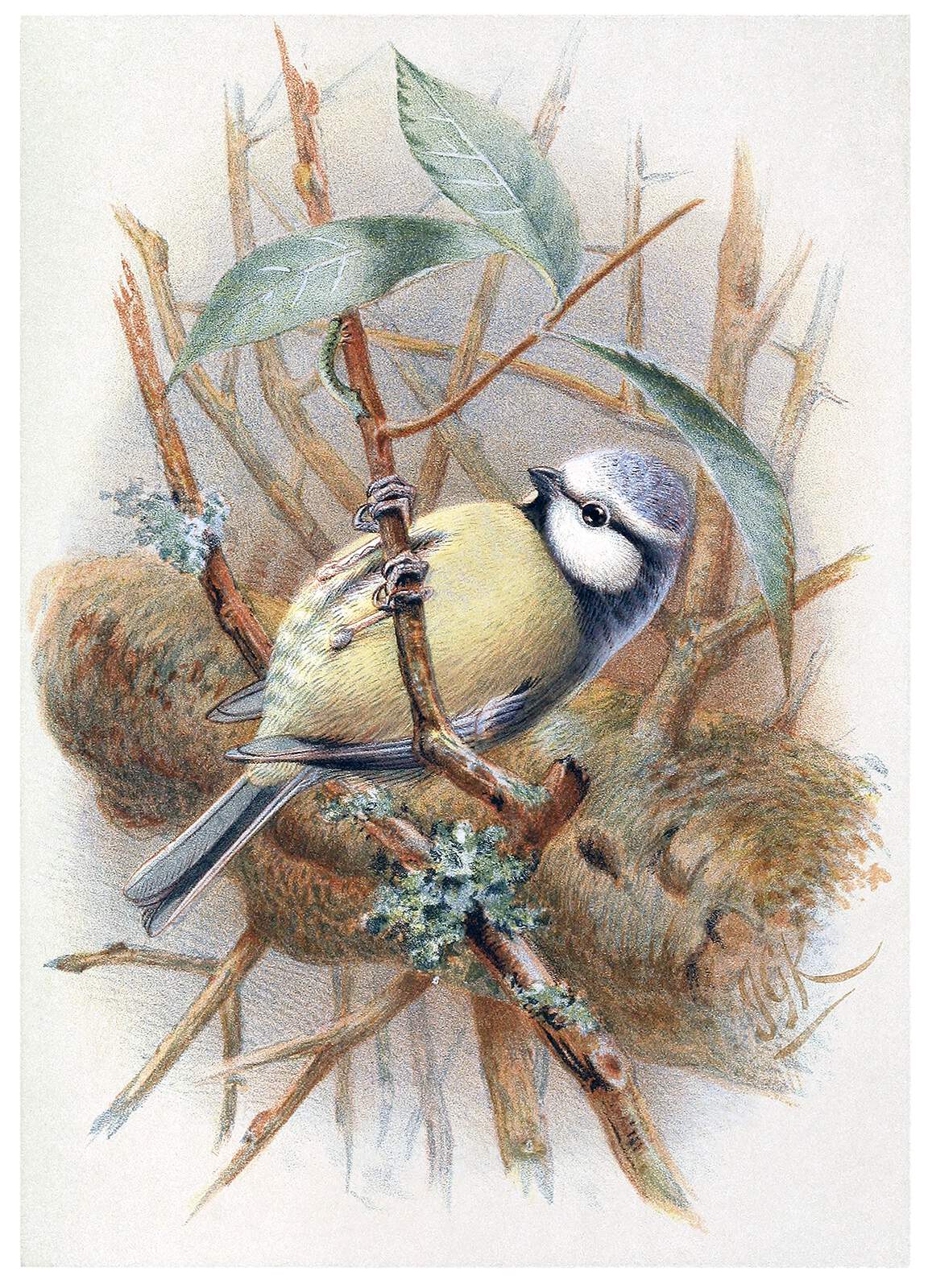 eurasian-blue-tit-1600.jpg