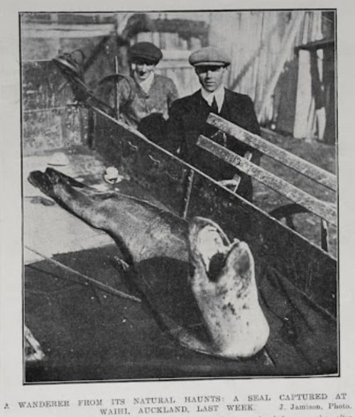 leopard-seals-nz-history-pfcq8spf6yz98cmmbpfoyzs8beto84akh0h2hbegvi.jpg